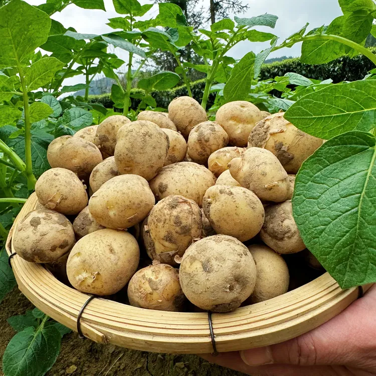 湖北恩施小土豆马尔科高山农家自留稀有老品种黄心马铃薯
