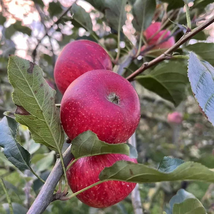 云南西北勒高山小个苹果新鲜整箱红苹果脆甜原装米奇丑苹果冰糖心
