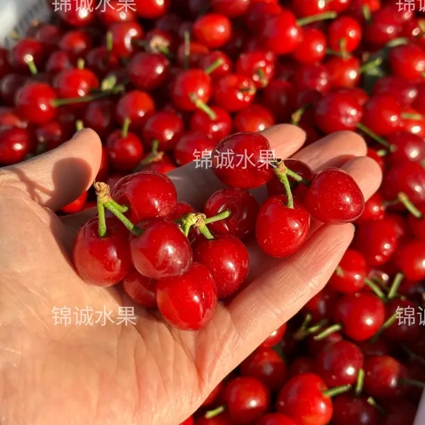 米易红妃玛瑙小樱桃新鲜水果顺丰包邮