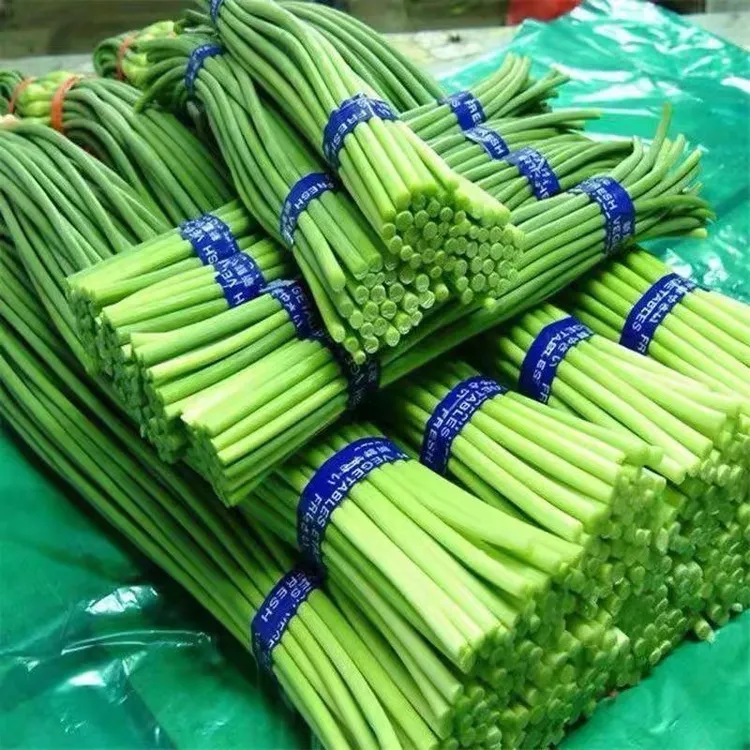 精选山东蒜苔蒜薹