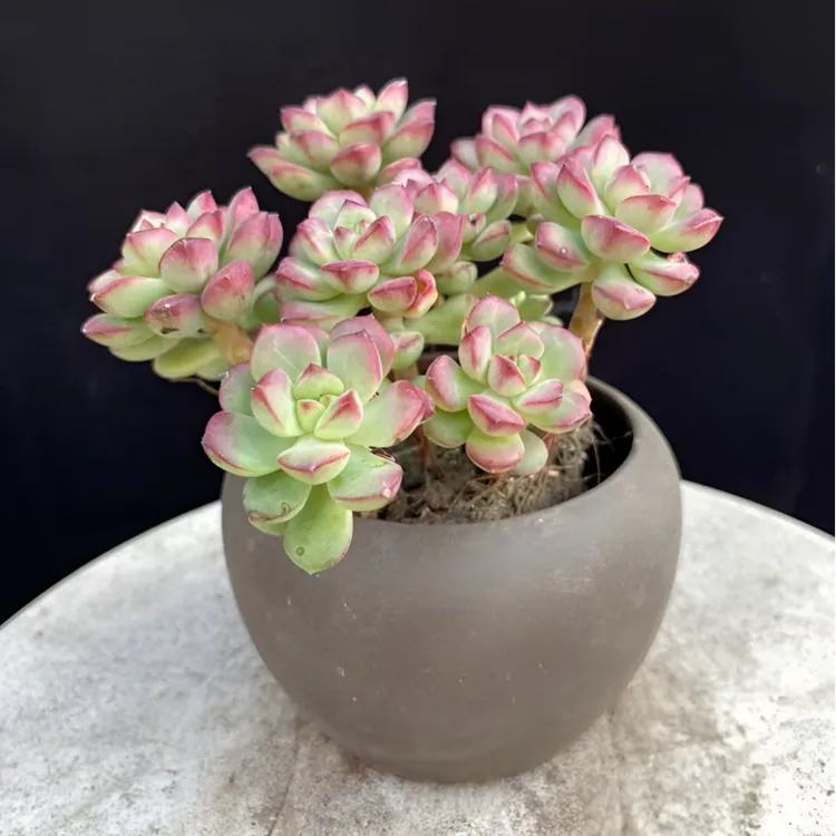 一物一拍综合链接各种多肉，满28米包邮