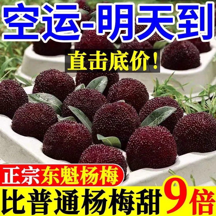东魁杨梅孕妇小孩送礼泡酒新鲜当季时令水果现摘礼盒