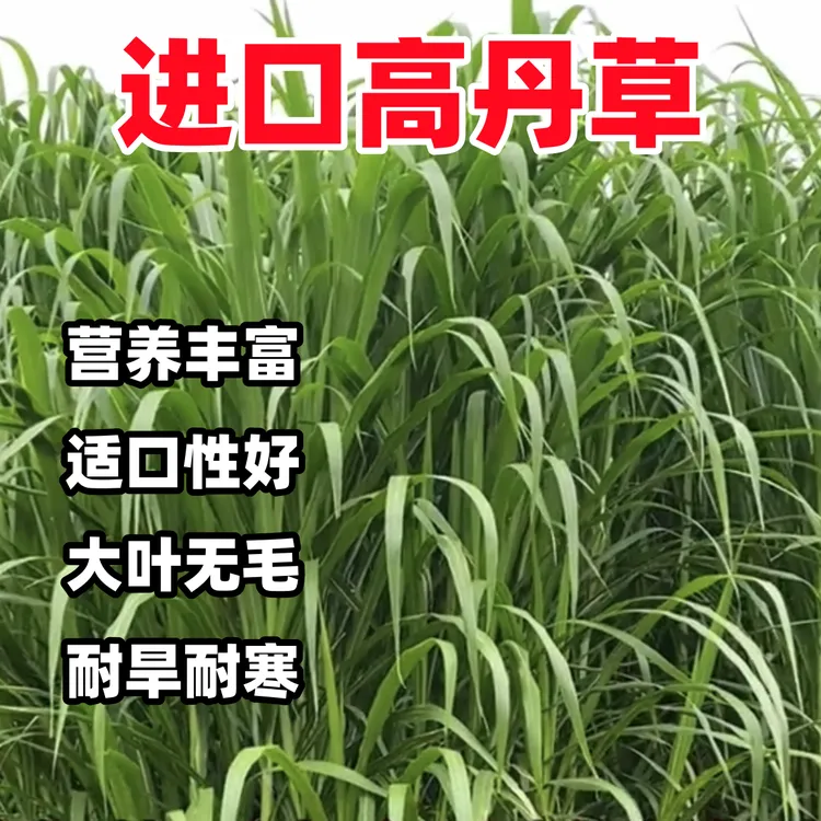 高丹草种子牛羊养殖春夏现割现喂牧草叶片多营养好分蘖强多次收割