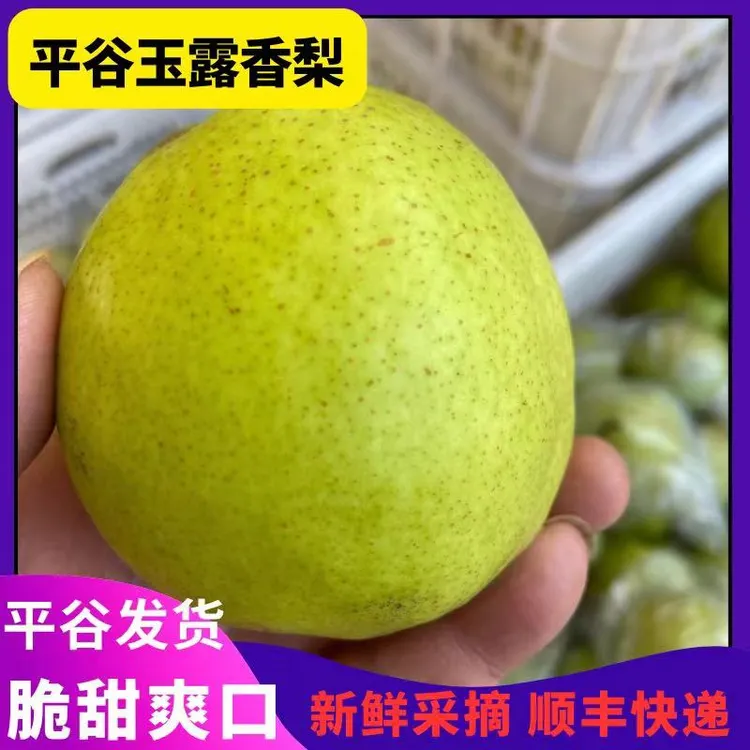 正宗北京平谷玉露香梨新鲜水果采摘脆甜爽口汁水多香甜酥梨顺丰
