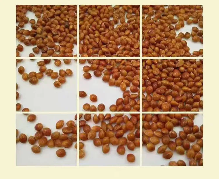 精选黍稷植物颗粒健康凉爽随型