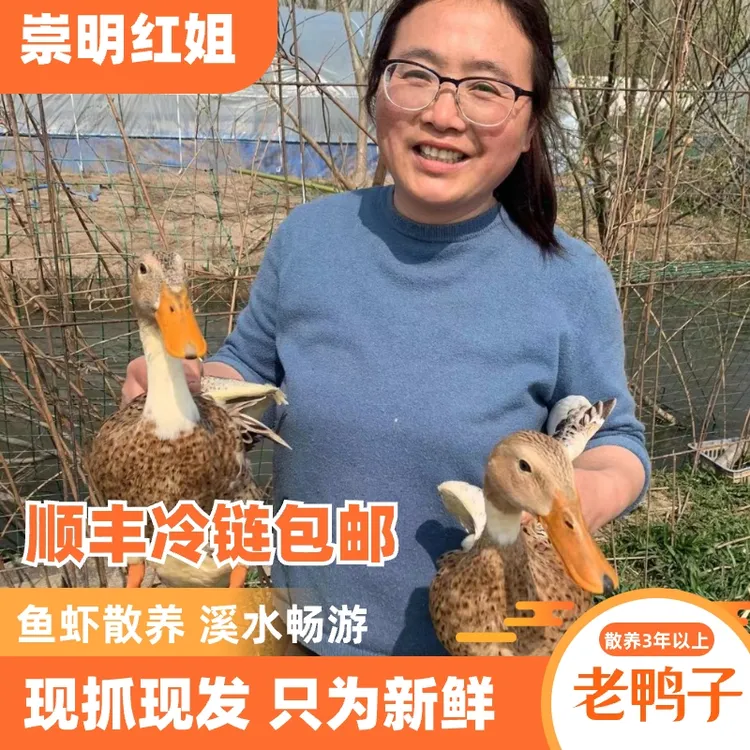 崇明散养土鸭 3年散养老鸭肉 整鸭 顺丰冷链 1250g左右 