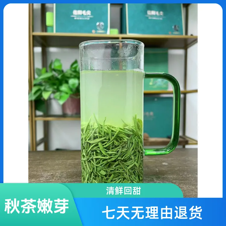 (2025秋白露小芽)   信阳绿茶毛尖2025秋茶9月10号炒制