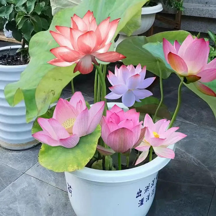 观赏荷花四季开新鲜荷花水养庭院荷花藕苗花苞新鲜连水培莲藕