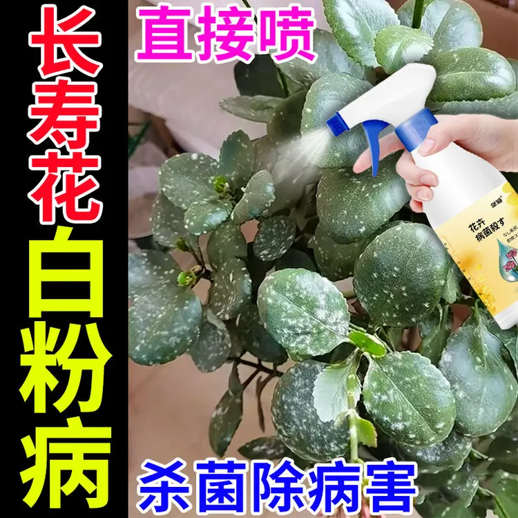 长寿花病害病毒专用药长寿花病喷雾剂白粉锈斑病黑腐白霉病营养液