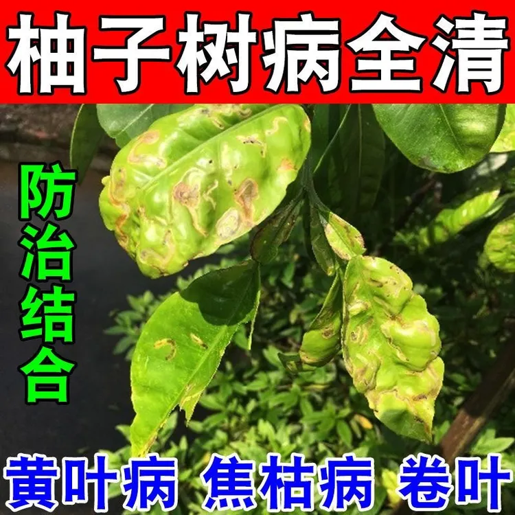 柚子专用叶面肥柚子病全治卷叶黄化疮痂溃疡炭疽病污霉黑斑专用肥