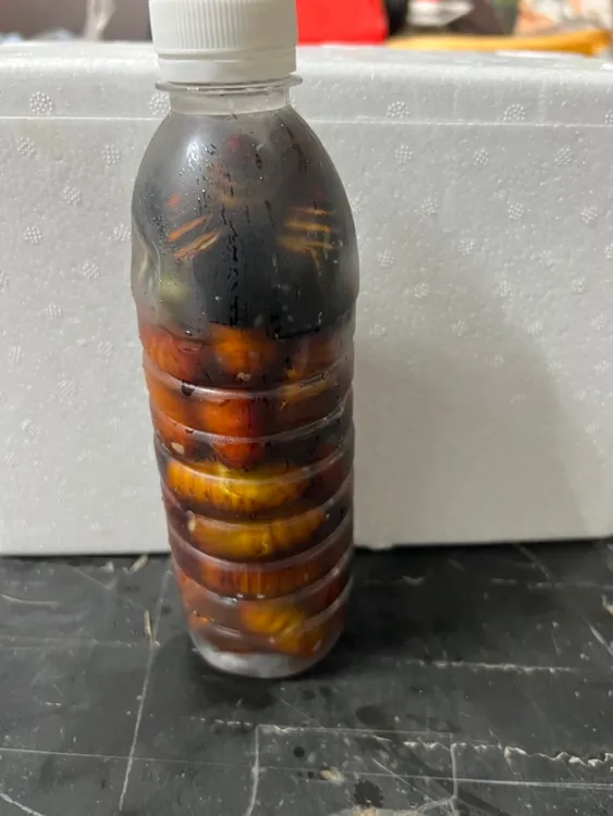 秀秀特产  辽宁省宽甸县。冷冻嫩蛹瓶装茧蛹 比蚕蛹皮要薄一些。