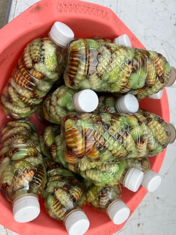 秀秀特产辽宁丹东神仙蛹加水冷冻发货绿色薄皮柞树蚕蛹鲜活瓶装