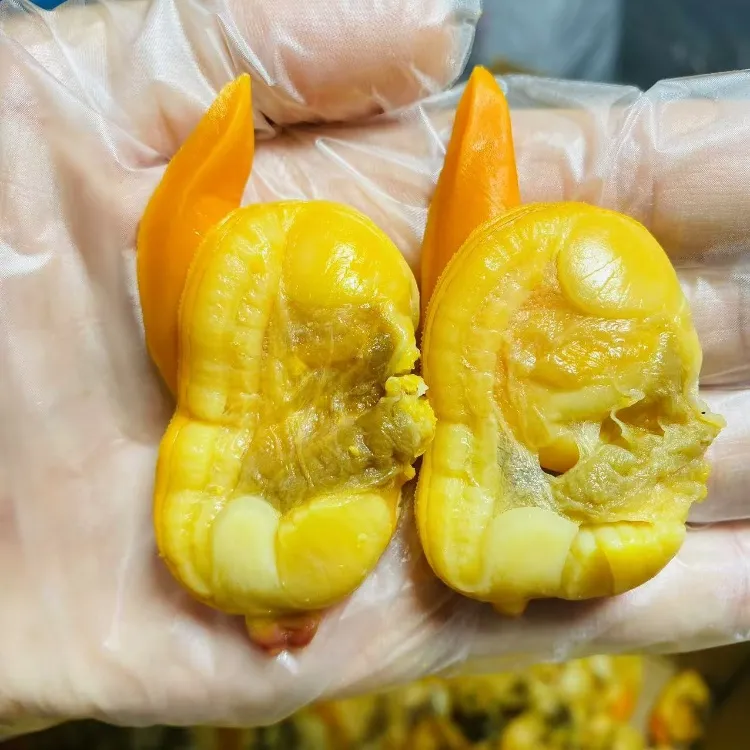 丹东东港肉质即食鲜活冷冻大文贝干真空包装干净花蛤蜊黄蚬子肉干