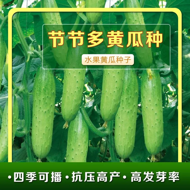 106节节多水果黄瓜黄瓜苗子大刺青瓜种家庭盆栽露天种植蔬菜种苗