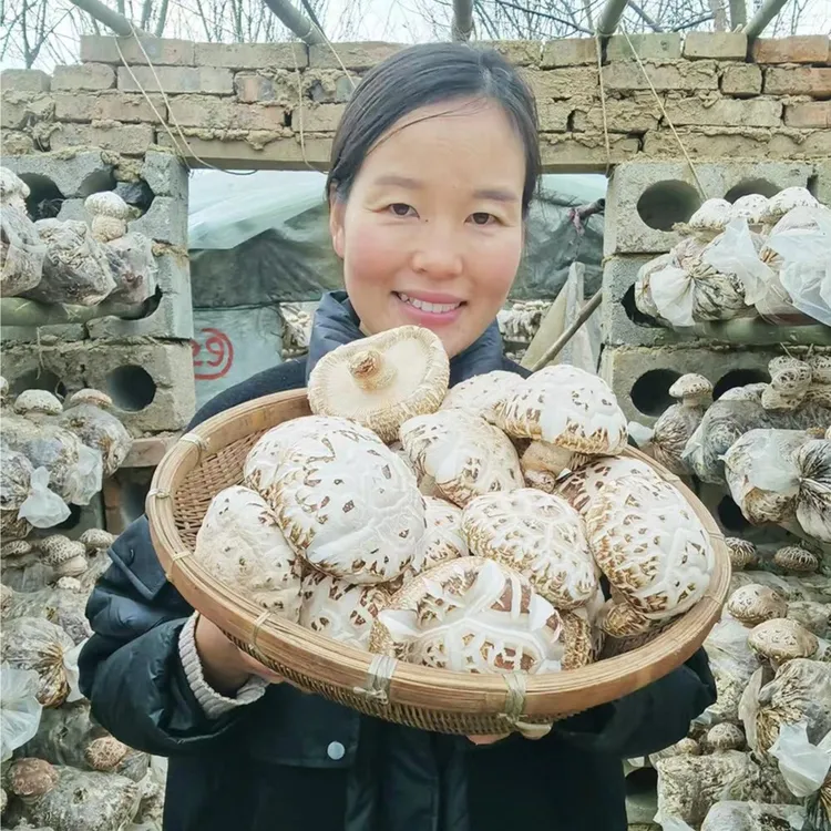 河南泌阳特产新鲜大花菇 现摘现发 新鲜花菇 天白花菇 大蘑菇香菇
