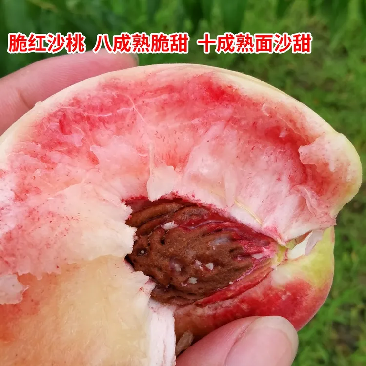 【泌阳优选】泌阳脆红沙桃八成熟脆甜十成熟面沙4.5~5斤(12-15个)
