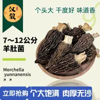 石头羊肚菌 菌类天花板  酿肉煮汤好吃云南头茬