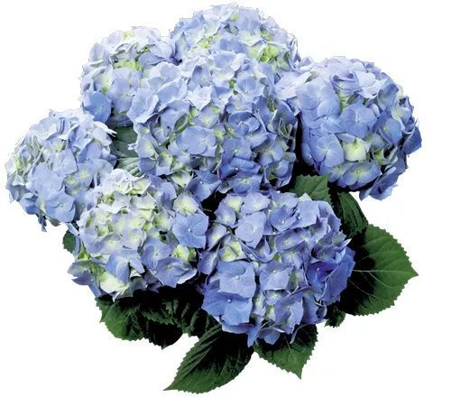 贝拉大花绣球盆栽地栽庭院阳台