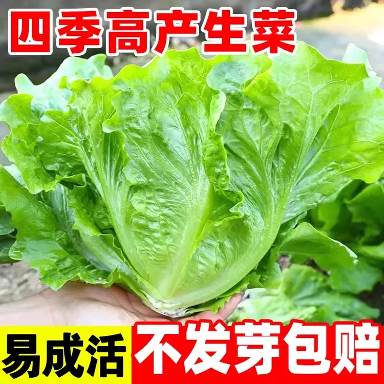 生菜种籽四季播种子意大利奶油罗马生菜阳台盆栽易种植蔬菜种子