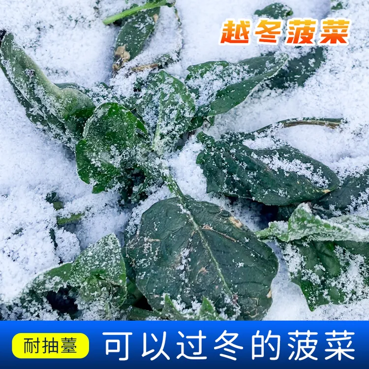 雪里埋菠菜种子种籽耐寒红根秋冬大叶蔬菜种子阳台盆栽小菠菜