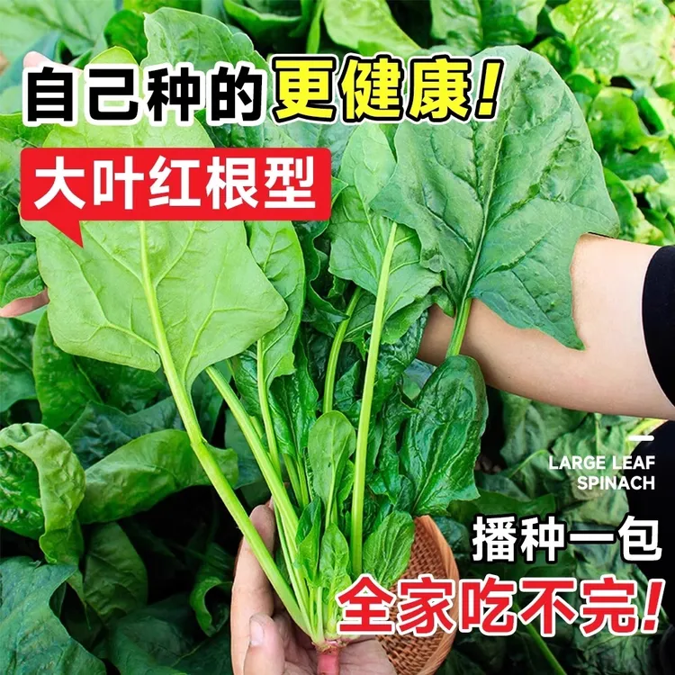 趴地菠菜种子老品种波菜阳台庭院四季越冬抗病红根小青菜蔬菜籽孑