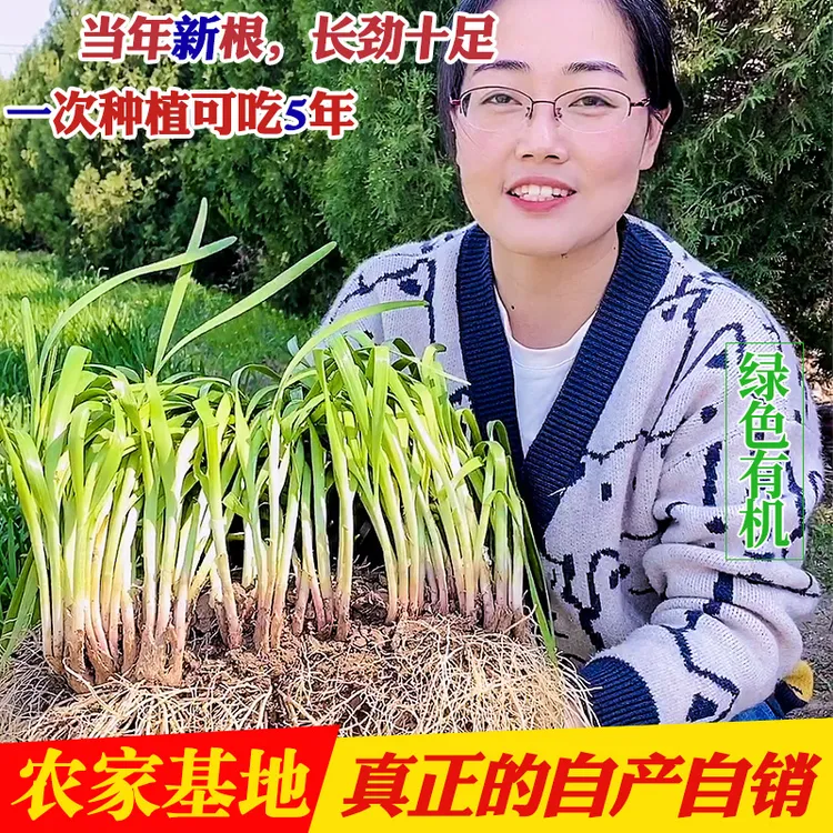 美农汇 现挖独根红宽叶韭菜根苗低