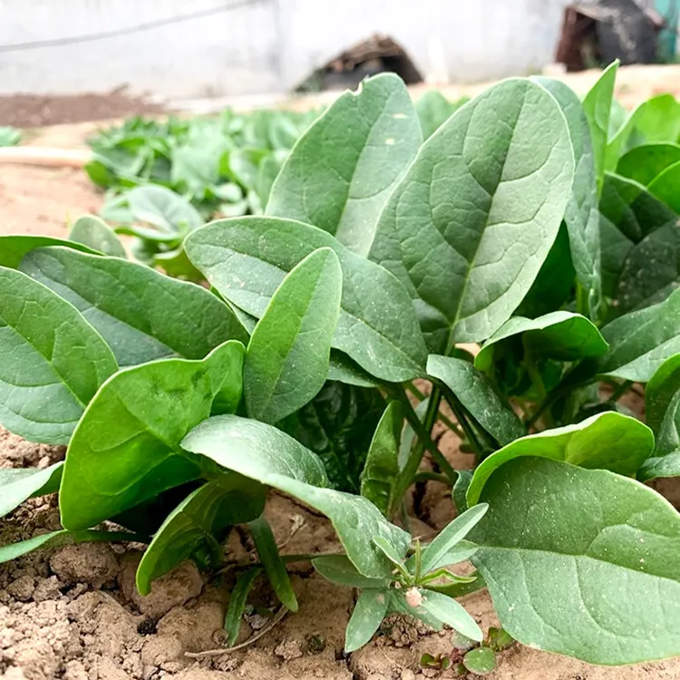 耐热菠菜种子 菠菜种 四季阳台盆栽蔬菜孑