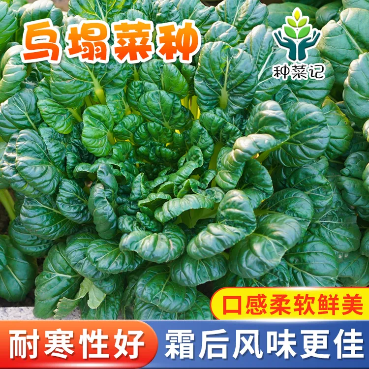 乌塌菜种子籽春秋季黄黑心乌塌菜四季种植冬天耐寒青菜农家蔬菜孑
