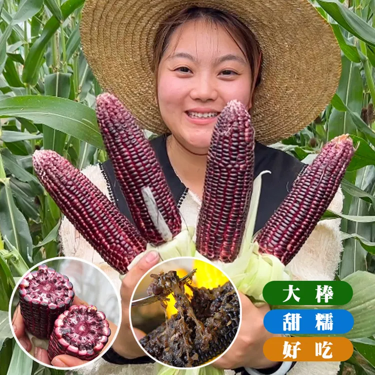 黑红色甜加糯玉米种子鲜食黑甜糯甜香粘糯玉米种籽高产大田种植