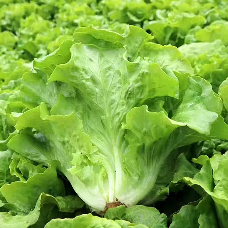 意大利生菜种子 四季阳台盆栽农家蔬菜孑