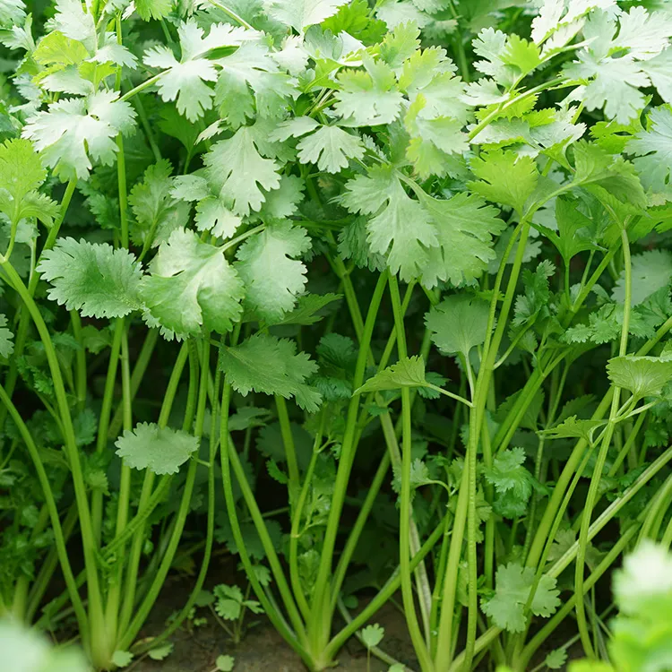 【店长推荐】香菜种子四季阳台盆栽农家蔬菜孑