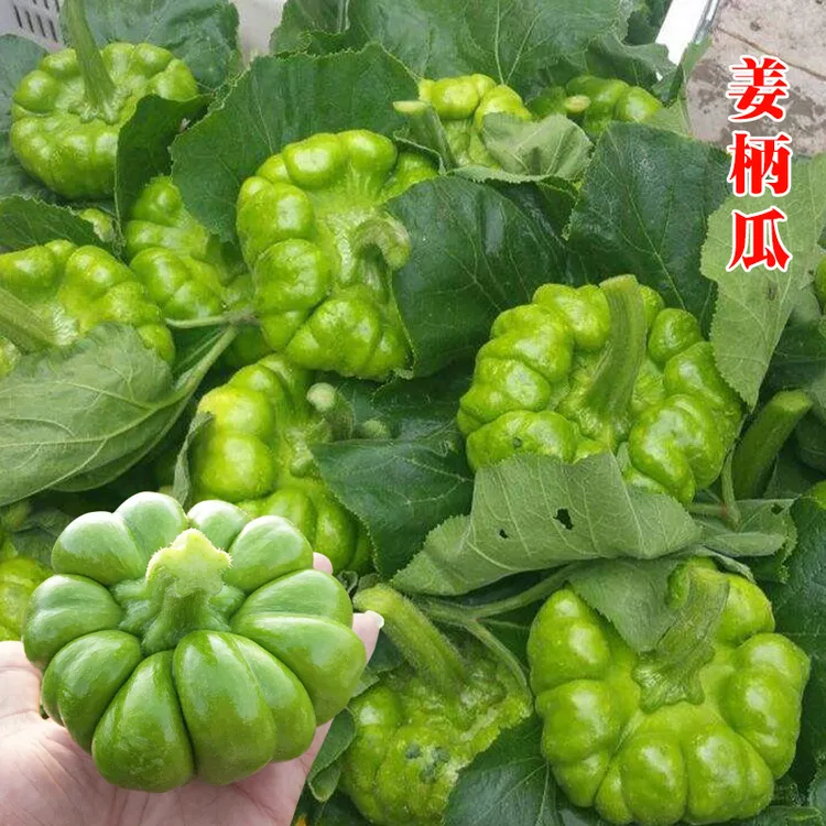 姜柄瓜种子云南特产小嫩瓜南瓜种籽中早熟庭院特色迷你小南瓜种籽