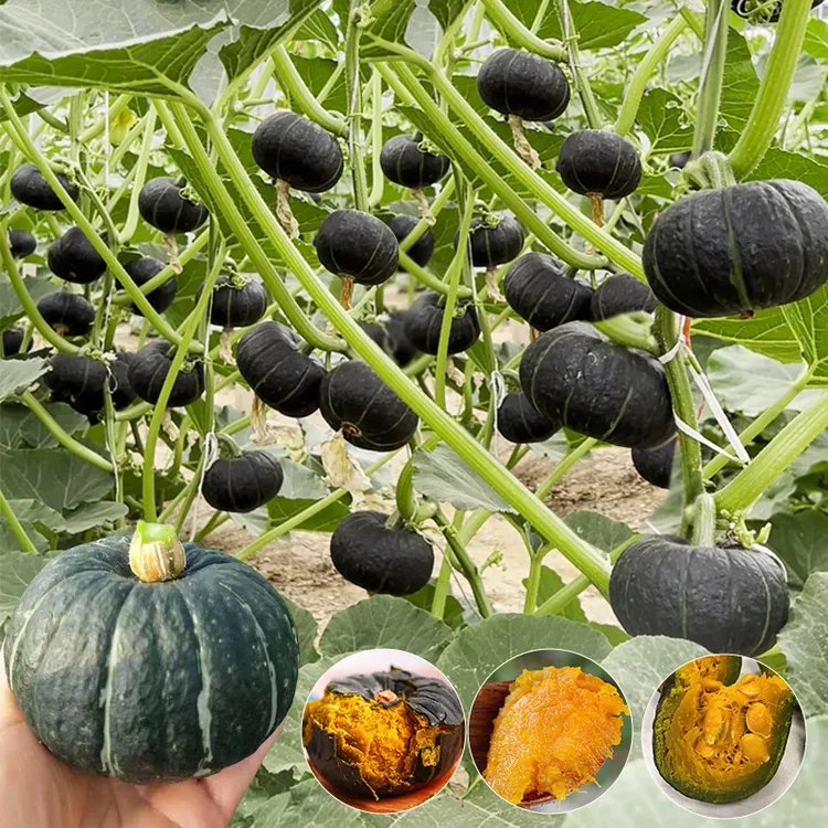 绿贝贝南瓜种子黄贝贝种籽红贝贝南瓜四季阳台盆栽孑简单春季厚实