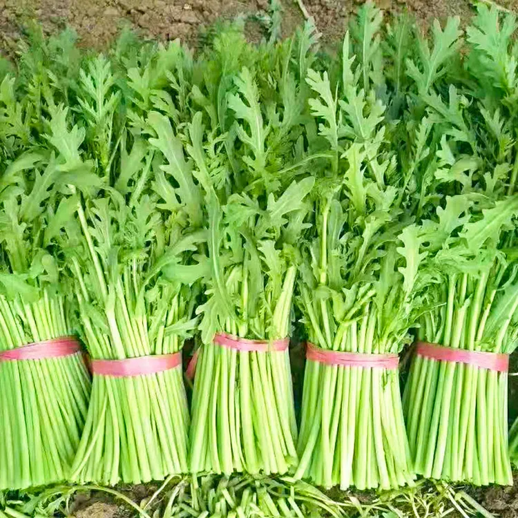 光杆茼蒿种子茼蒿种籽农家蔬菜孑