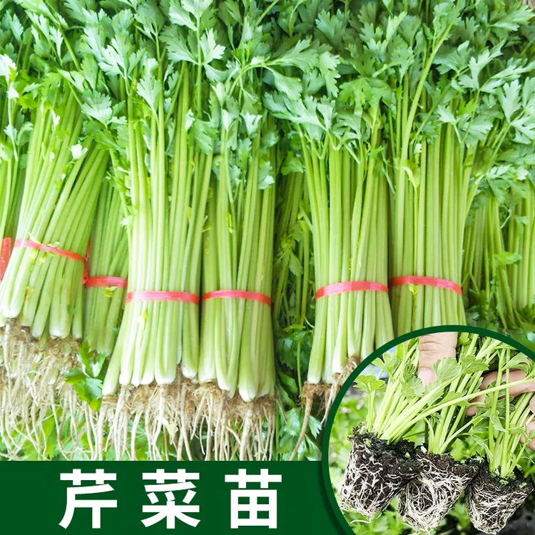 [芹菜苗]蔬菜苗青芹菜苗根盆栽春夏季阳台农家菜园四季种植