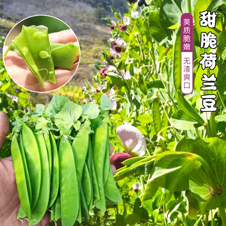美农汇 大荚荷兰豆种子甜脆早熟高产菜豌豆菜园盆栽甜脆嫩无渣矮