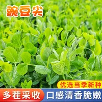 豌豆尖种子豆苗肥仔三号阳台易种盆栽庭院四季种植脆嫩无须蔬菜籽