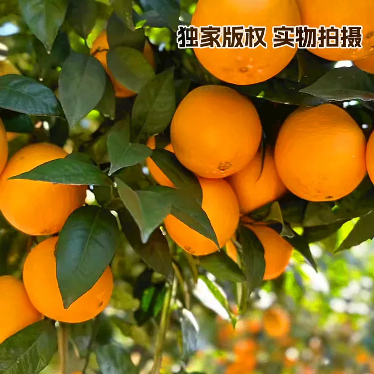 包邮体验装小小果10斤榕江高山脐橙装纯甜无酸产地直发