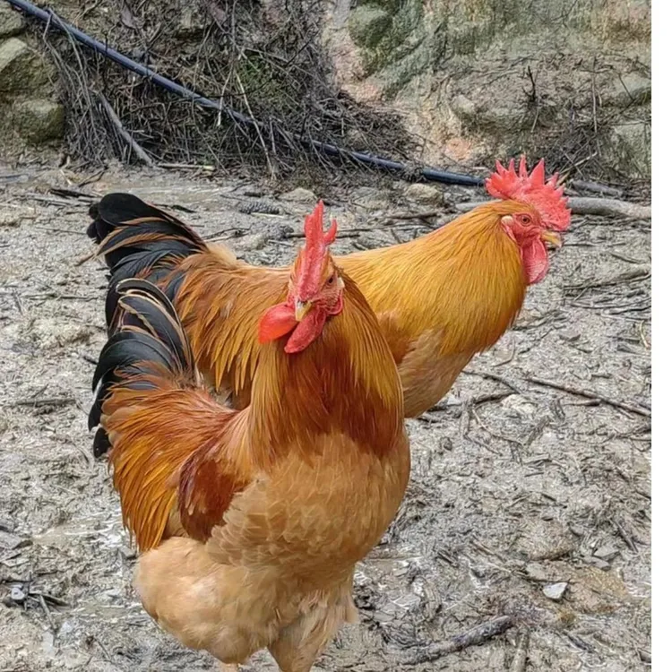 牧源高山放养跑山鸡210天以上脆皮公鸡玉米稻谷杂粮 包冰率不含冰