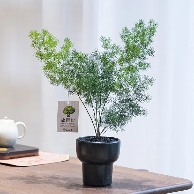 放青松蓬莱松植物盆栽室内桌面四季常青好养办公桌绿植客厅盆景