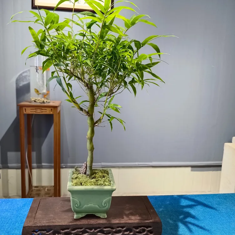 佛肚竹盆景罗汉竹大肚竹四季翠绿中式室内家居观赏竹子绿植客厅