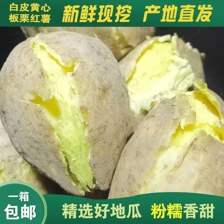 广东潮汕白皮黄心鸡蛋黄板栗红薯农家种植新鲜香甜地瓜现挖现卖