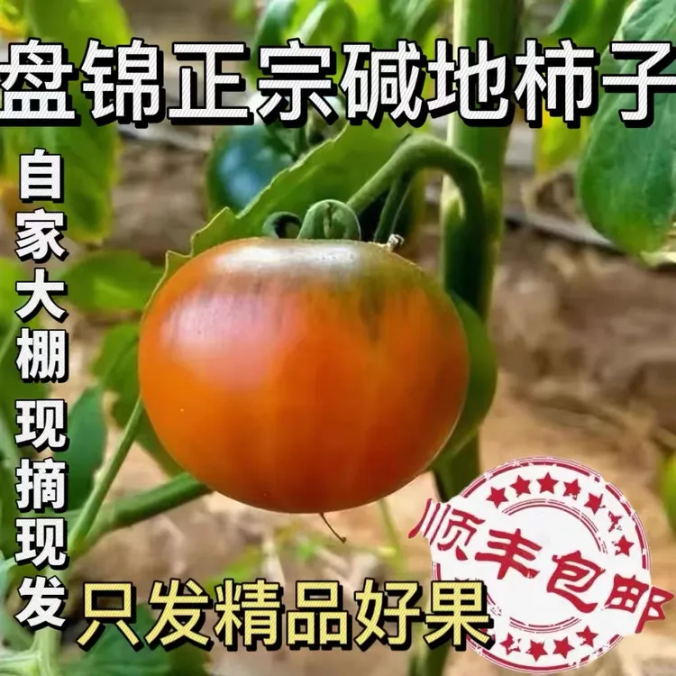 (五斤小果-京东顺丰)碱地、铁皮、草莓柿子西红柿50到60个之间