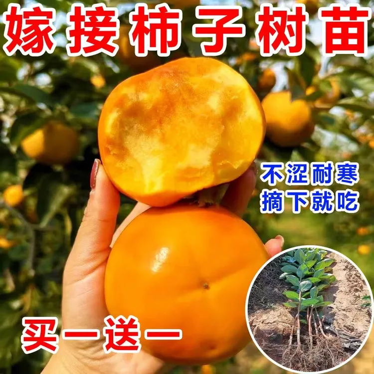 买一送一嫁接太秋脆甜柿子树苗火晶柿子苗阳丰脆甜柿子水果树苗