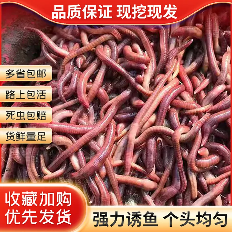 牛粪红蚯蚓活饵鲜活鱼饵红虫野钓散炮盒装蚯蚓鲫鱼鲤鱼食湖库饵料