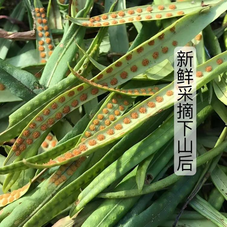 长白山黄金孢点草 深山手工嗷嗷草