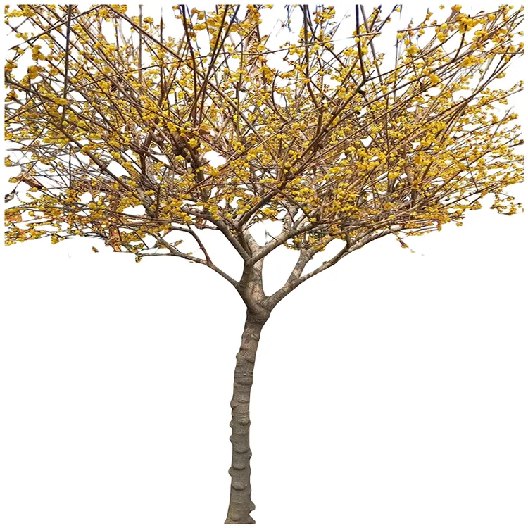 腊梅姐姐腊梅花树苗基地直发直播间带花大土球发货