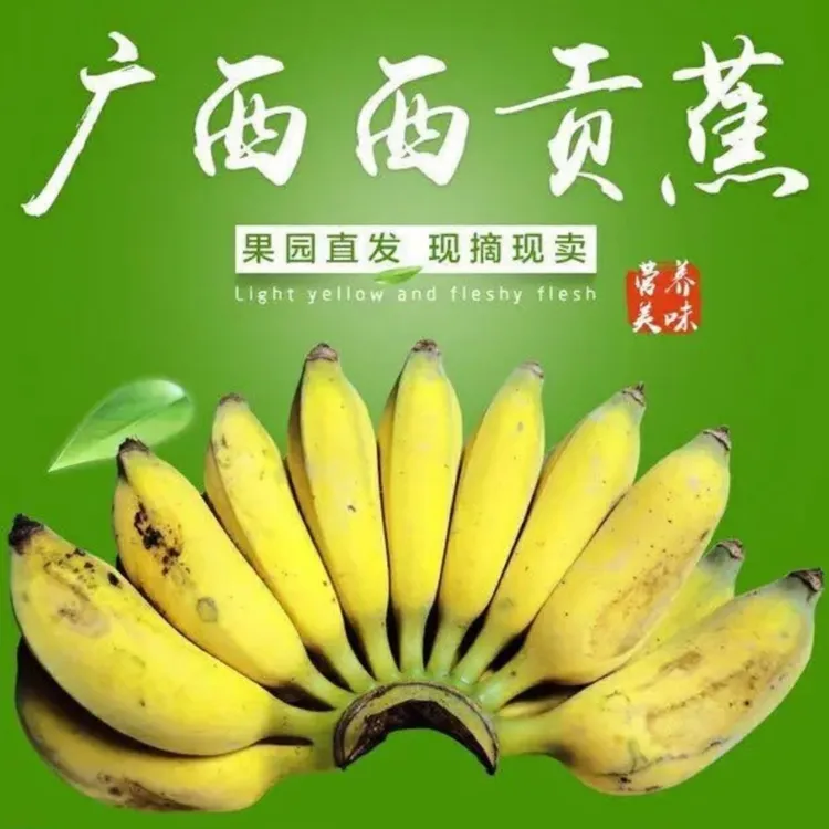 广西西贡香蕉当季新鲜水果产地自然熟现摘现发