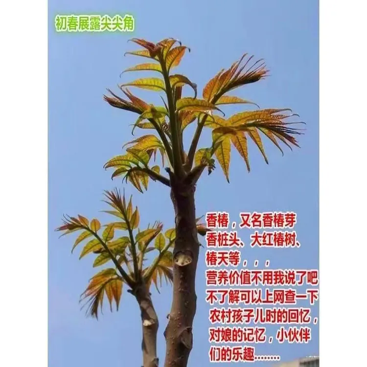 香椿树苖红油香椿苗绿油香椿苗盆栽地栽南方北方种植食用香椿带土
