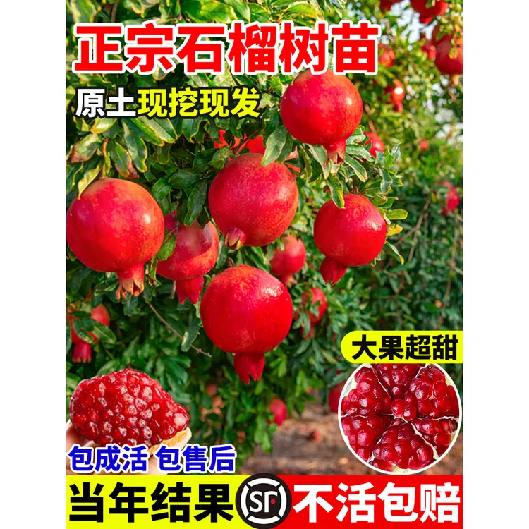 石榴树树苗突尼斯软籽带土特大无籽蒙自甜石榴老桩庭院盆栽果树苗